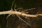 Field pepperweed